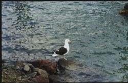 Lonely Gull taken at Tutukaka New Zealand by Astrid Hagerty 